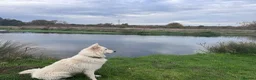 White Swiss Shepherd dogs for stud: White Swiss Shepherd Stud  - Advert 4