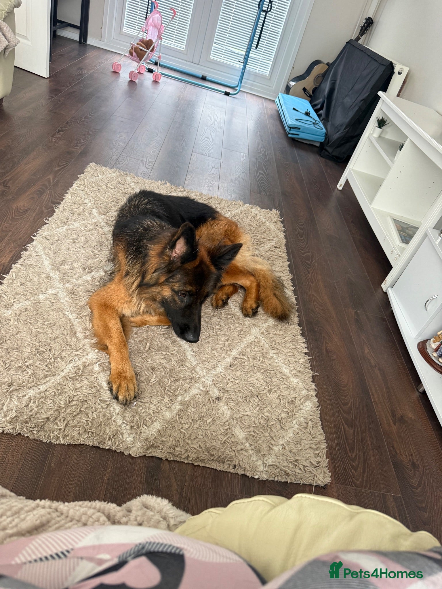 German Shepherd dogs Masha  - Advert 14