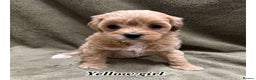 Maltipoo dogs for sale: Biscuit coloured maltipoo puppies - Advert 4