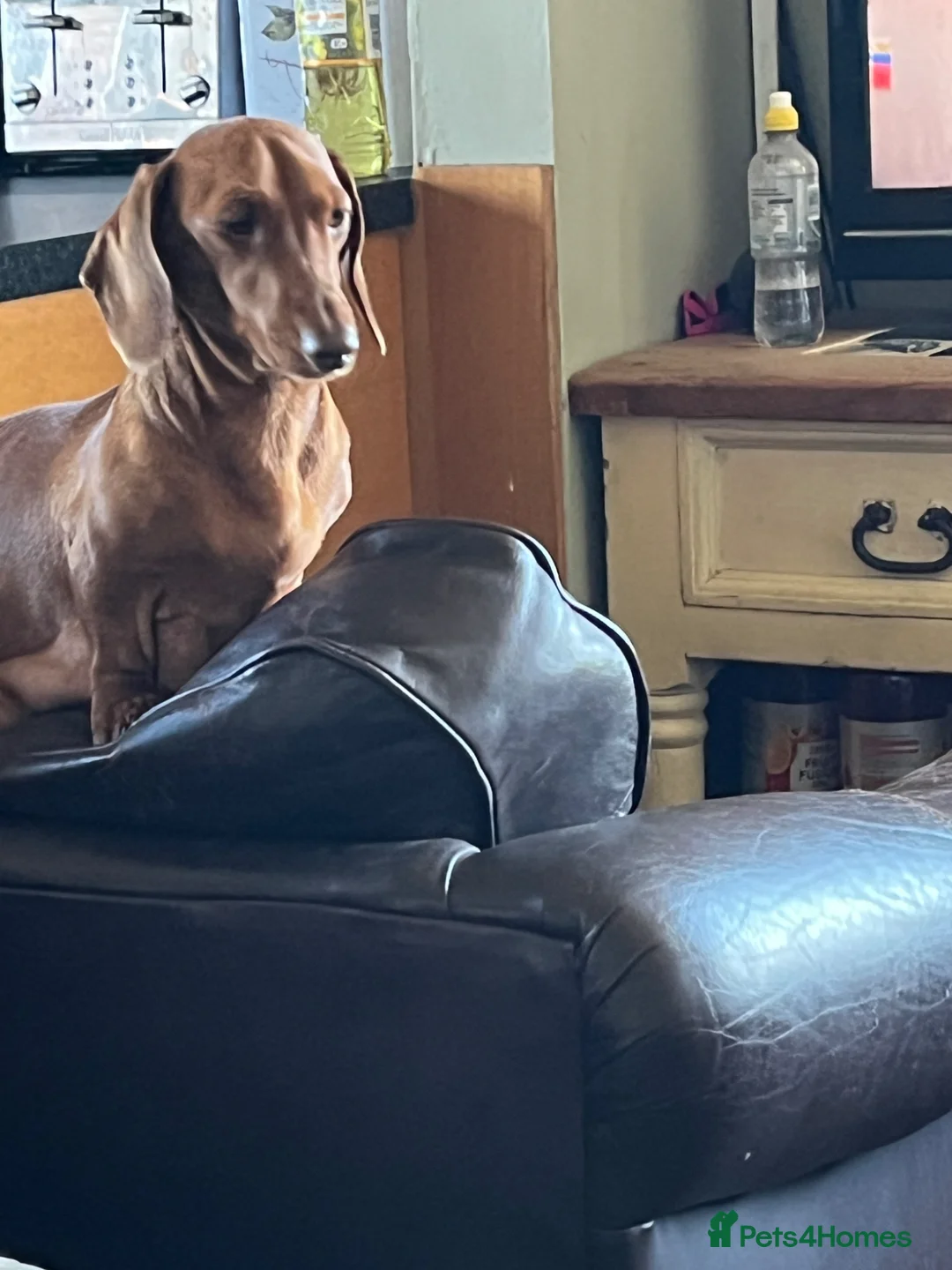 Miniature Dachshund dogs for sale: Beautiful dachshund puppies for sale - Advert 10