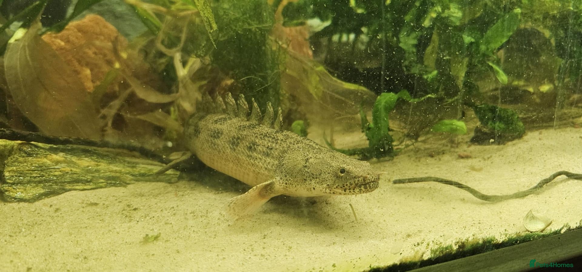 Other/Mixed Breed fish Bichir looking for new tank - Advert 1