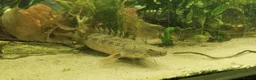 Other/Mixed Breed fish for sale: Bichir looking for new tank - Advert 1