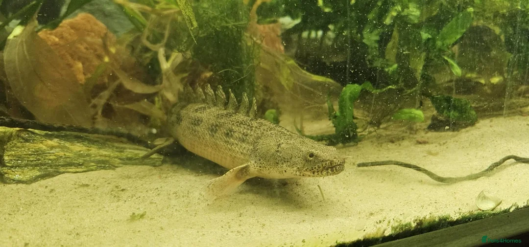 Other/Mixed Breed fish for sale: Bichir looking for new tank - Advert 1