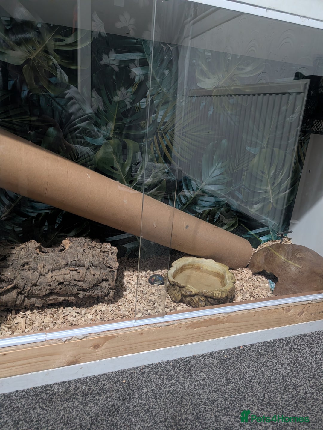 Snake reptiles for sale: Banana het Python  - Advert 5