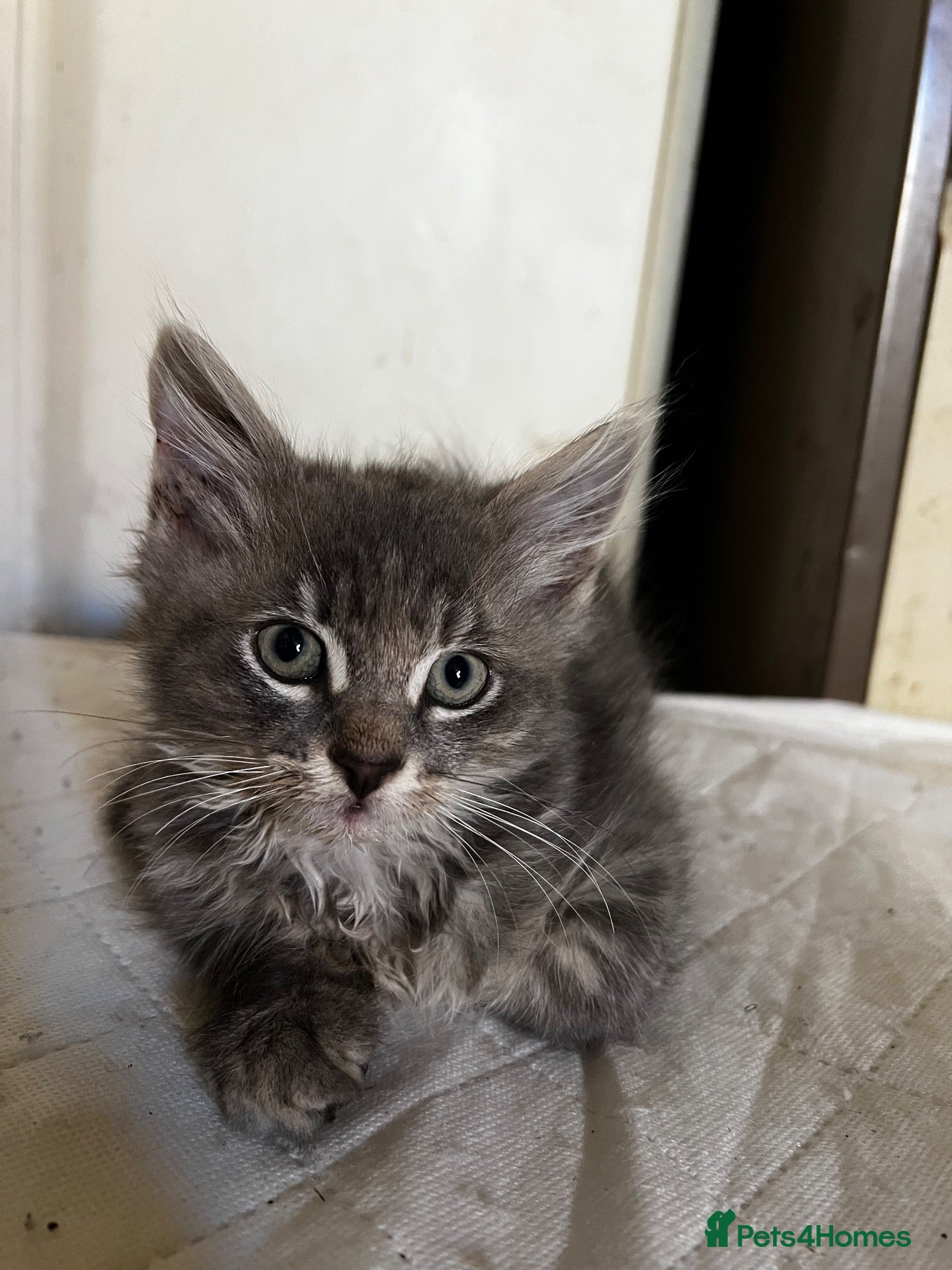 Mixed Breed cats The last beautiful cat 🐈‍⬛  - Advert 1