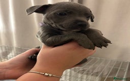Staffordshire Bull Terrier dogs for sale: Stunning pure blue staffies - Image 34