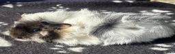 Guinea Pig rodents for sale: Beautiful female guinea pigs  in Chippenham - Advert 1