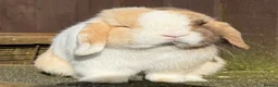 Mini Lop rabbits for sale: Chocolate Harli extreme blue eyed  - Advert 4