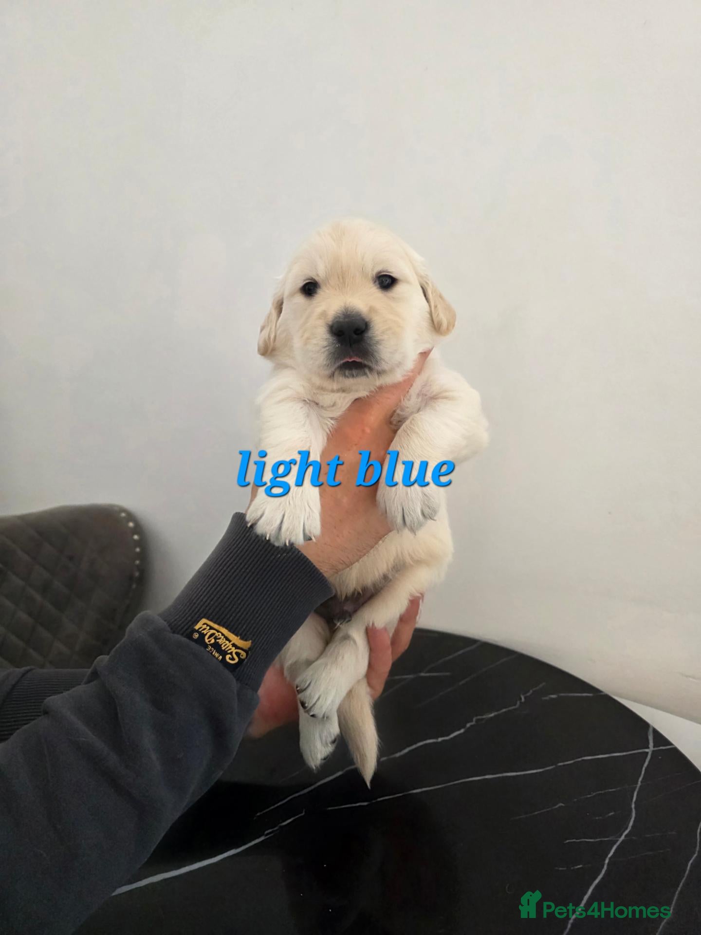 Golden Retriever dogs Lovely Golden retriever puppy  - Advert 1