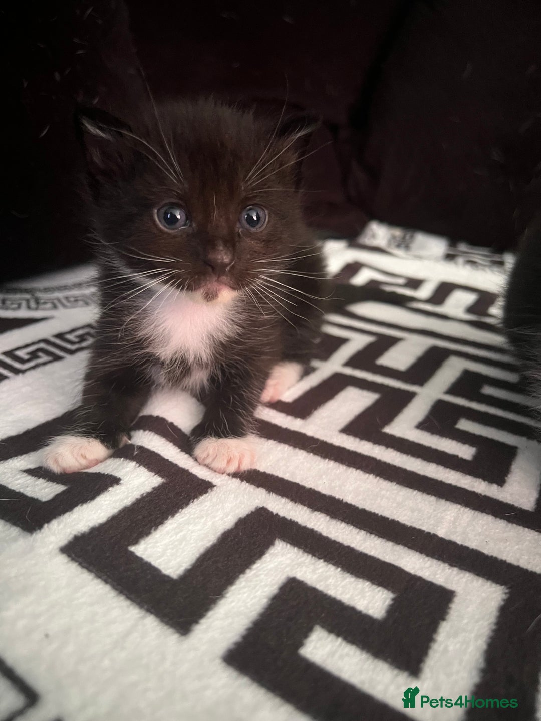 Mixed Breed cats for sale: Toxido kittens  - Image 7
