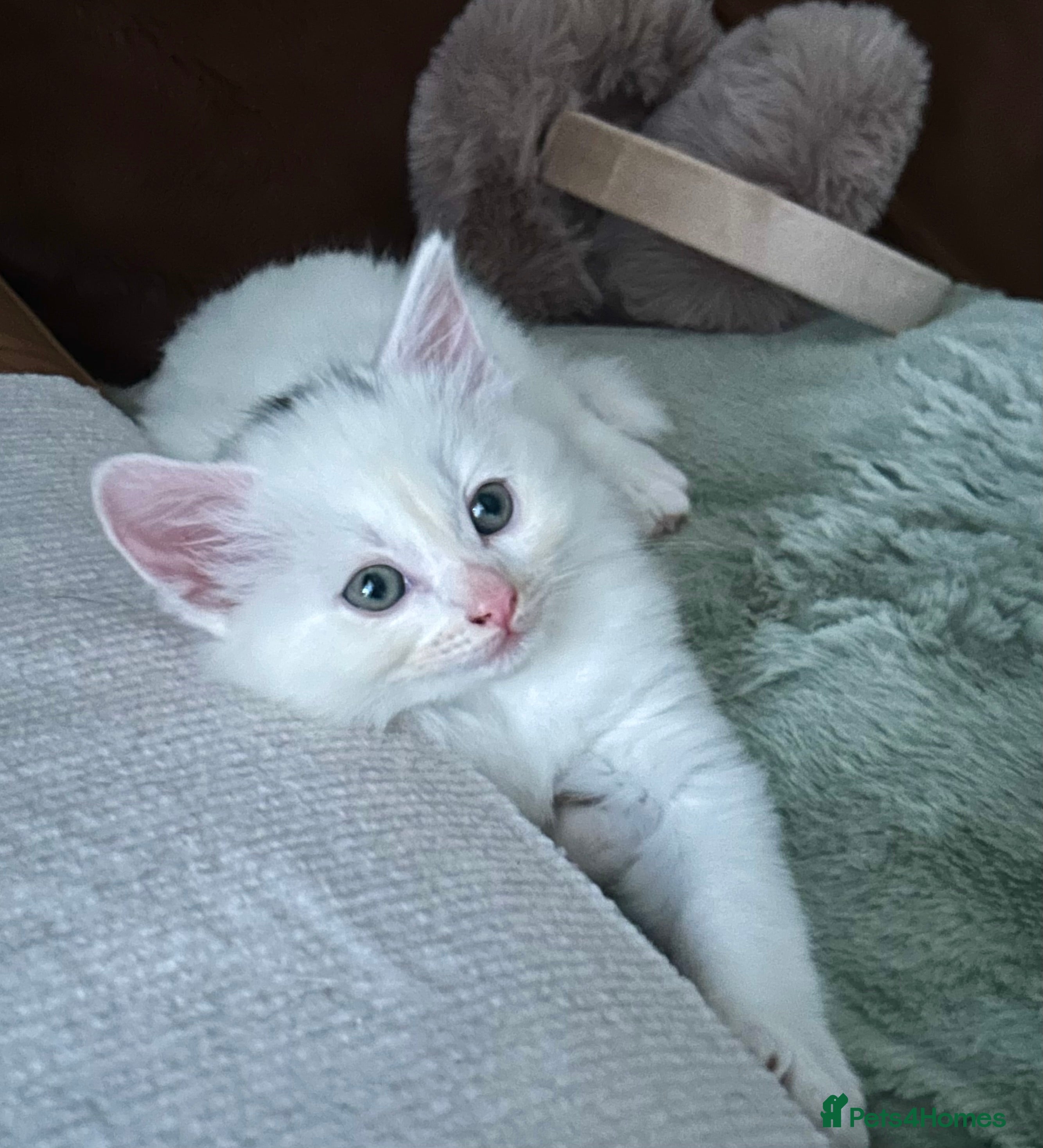 Ragdoll cats RUSSIAN DOLL kittens  - Advert 5