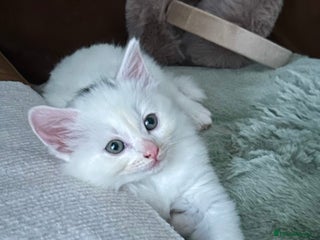 Ragdoll cats RUSSIAN DOLL kittens - Advert 5