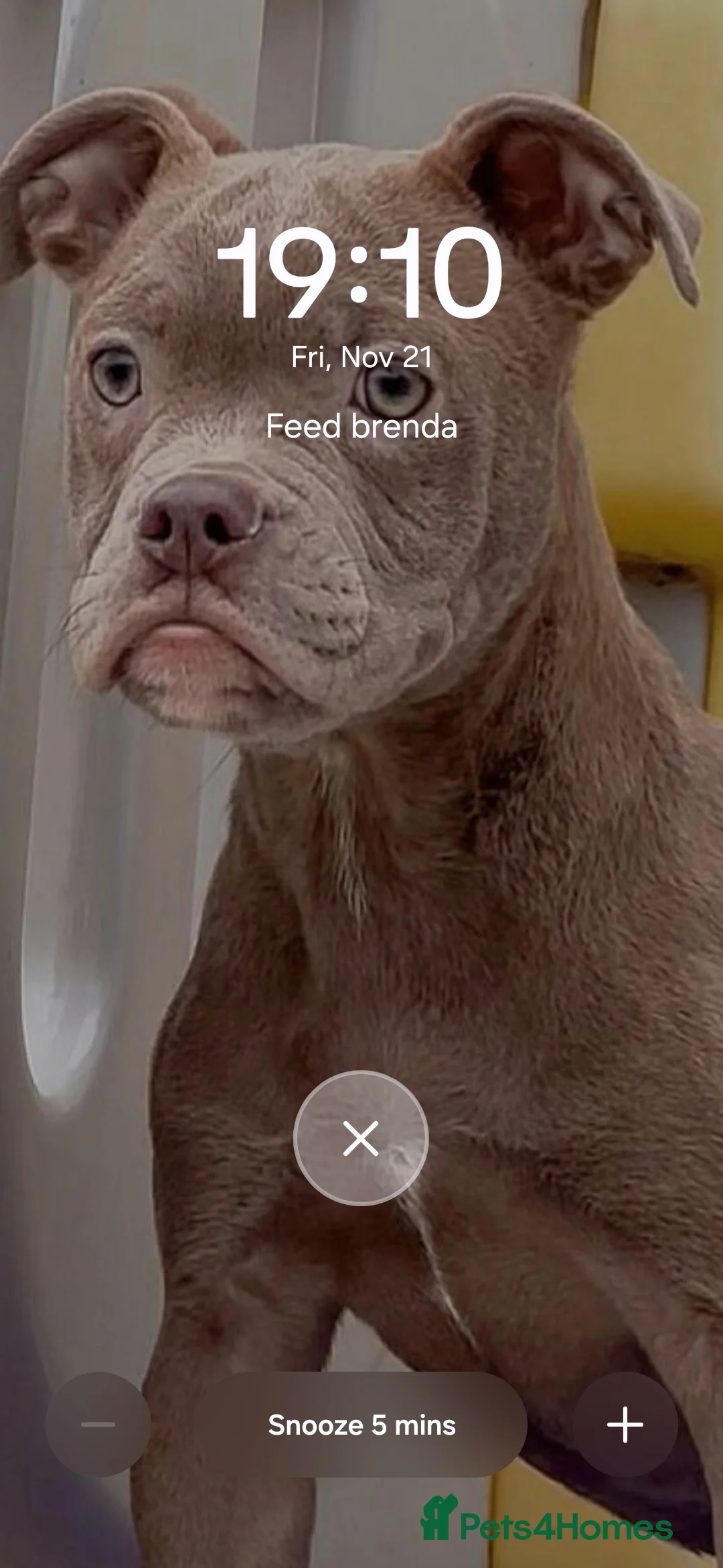 Olde English Bulldogge dogs for sale: 7 Month Old Olde English Bulldog Female - Advert 14