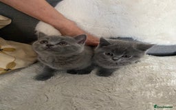 British Shorthair cats for sale: British shorthair KITTENS GIRLS-READY NOW - Image 13