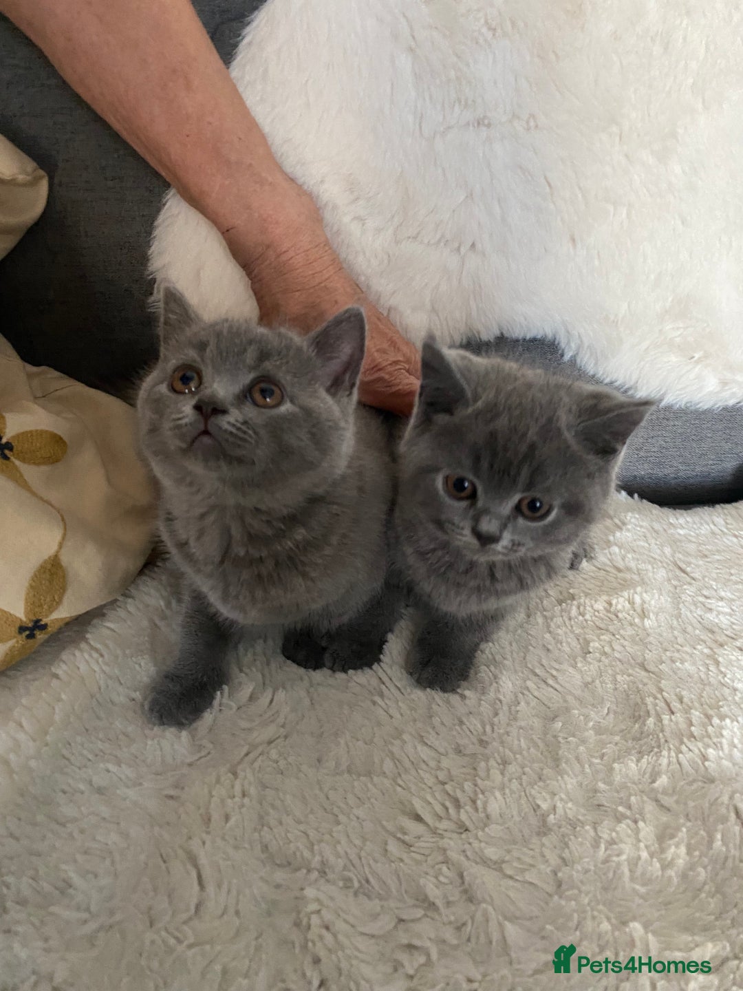 British Shorthair cats for sale: British shorthair KITTENS GIRLS-READY NOW - Image 13