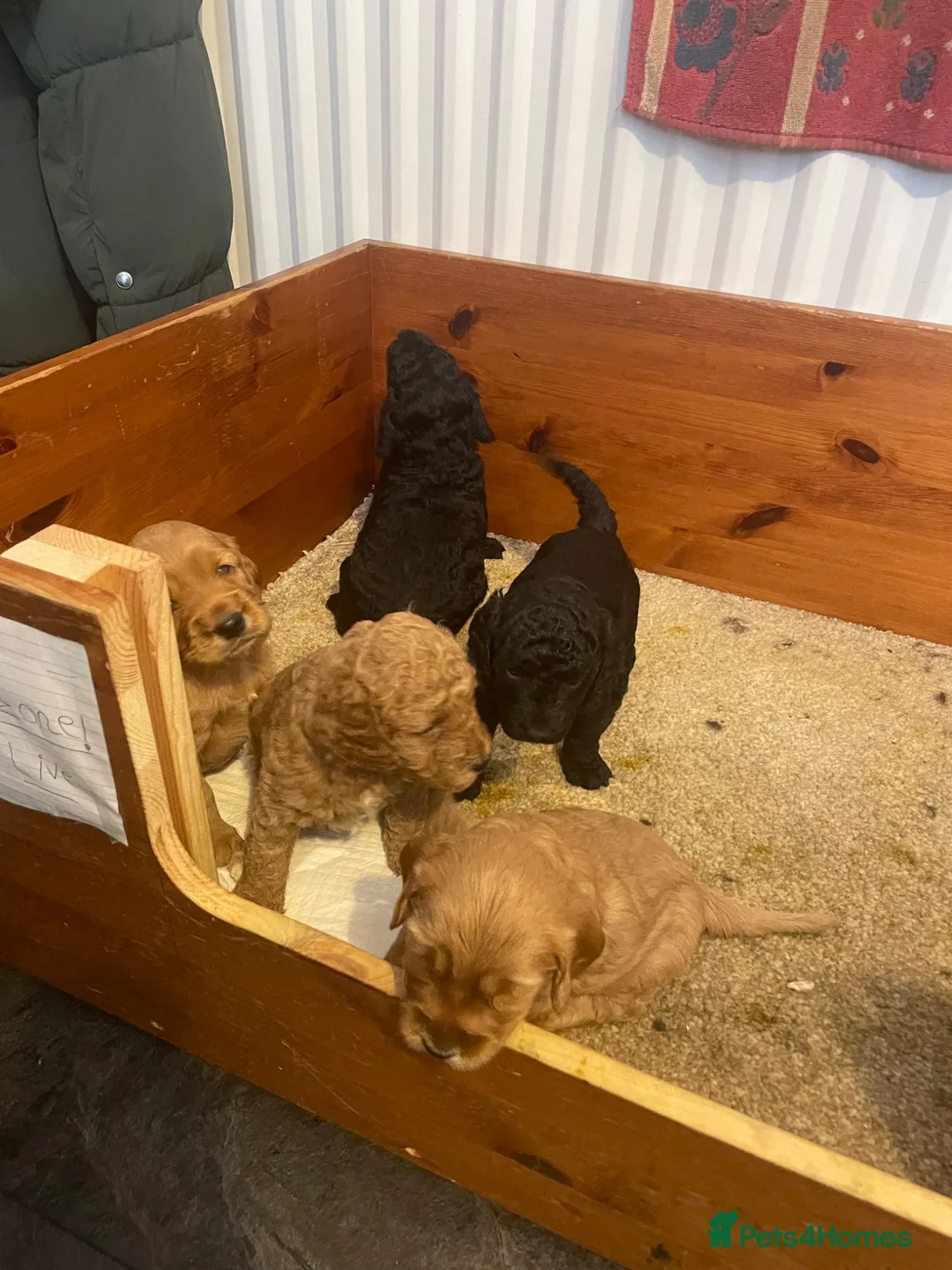 Mixed Breed dogs for sale: Cockapoo/ Sproodle Puppies (NOT READY YET)  - Advert 2