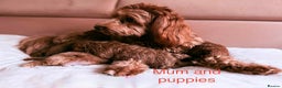 Maltipoo dogs for sale: Red mini maltipoo F1b puppies 😍💙💓 - Advert 1