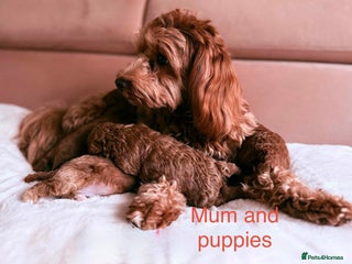 Maltipoo dogs Red mini maltipoo F1b puppies 😍💙💓 - Advert 2