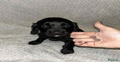 Cocker Spaniel dogs - Advert 8