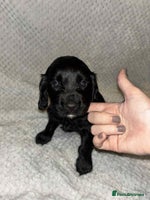 Cocker Spaniel dogs - Advert 8