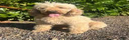 Labradoodle dogs for sale: Gorgeous labradoodle puppies - Advert 27