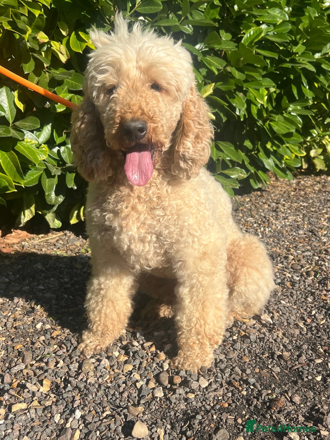 Labradoodle dogs for sale: Gorgeous labradoodle puppies - Advert 27