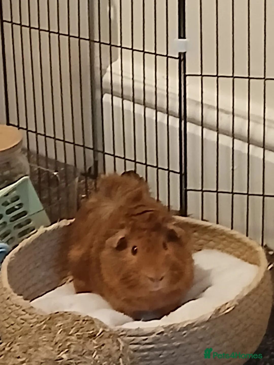 Guinea Pig rodents for sale: Guinea pigs  in Blackpool - Advert 2