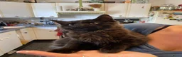Mixed Breed cats for sale: Polydactyl Kitten - Advert 9