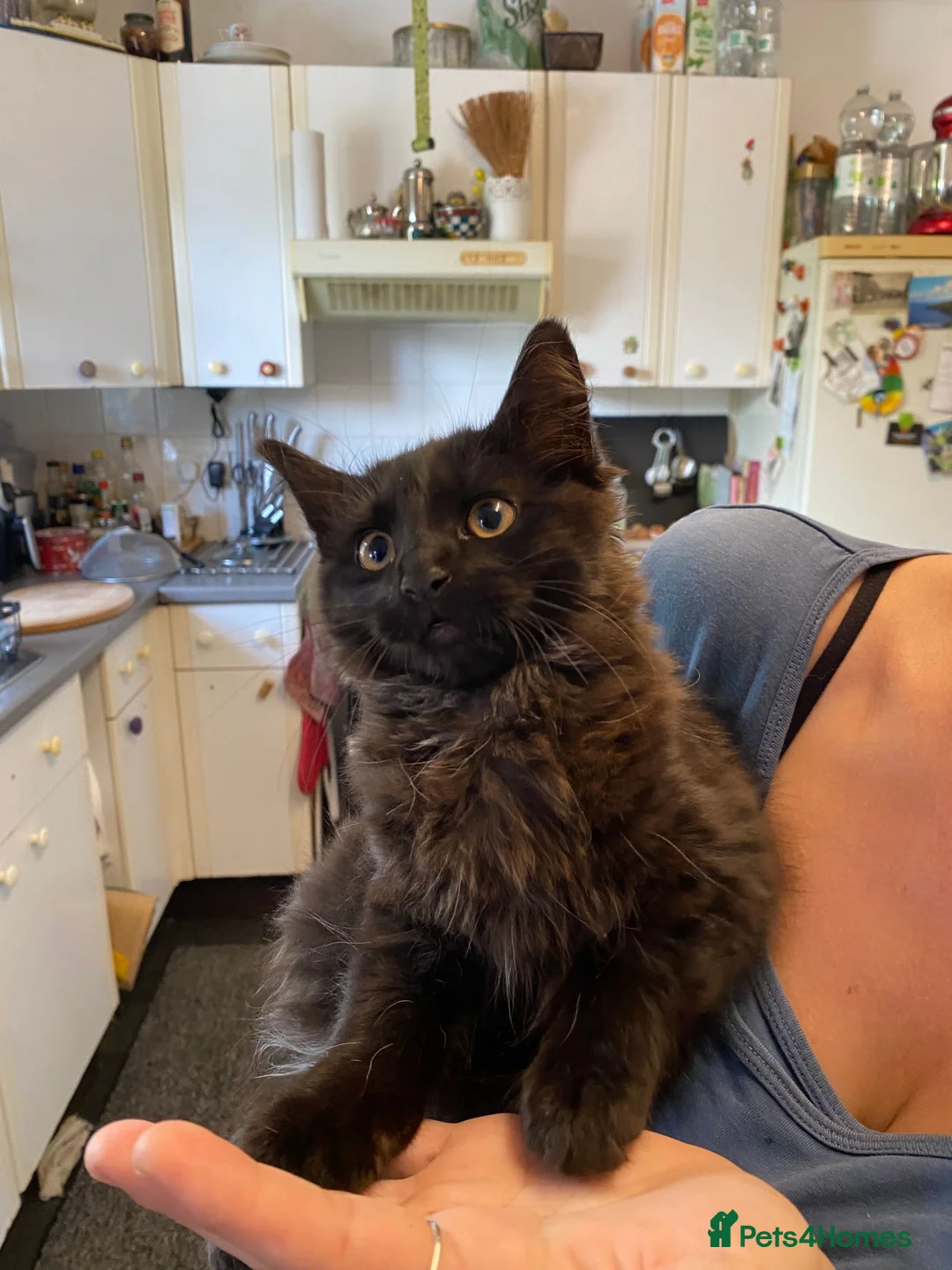 Mixed Breed cats for sale: Polydactyl Kitten - Advert 9