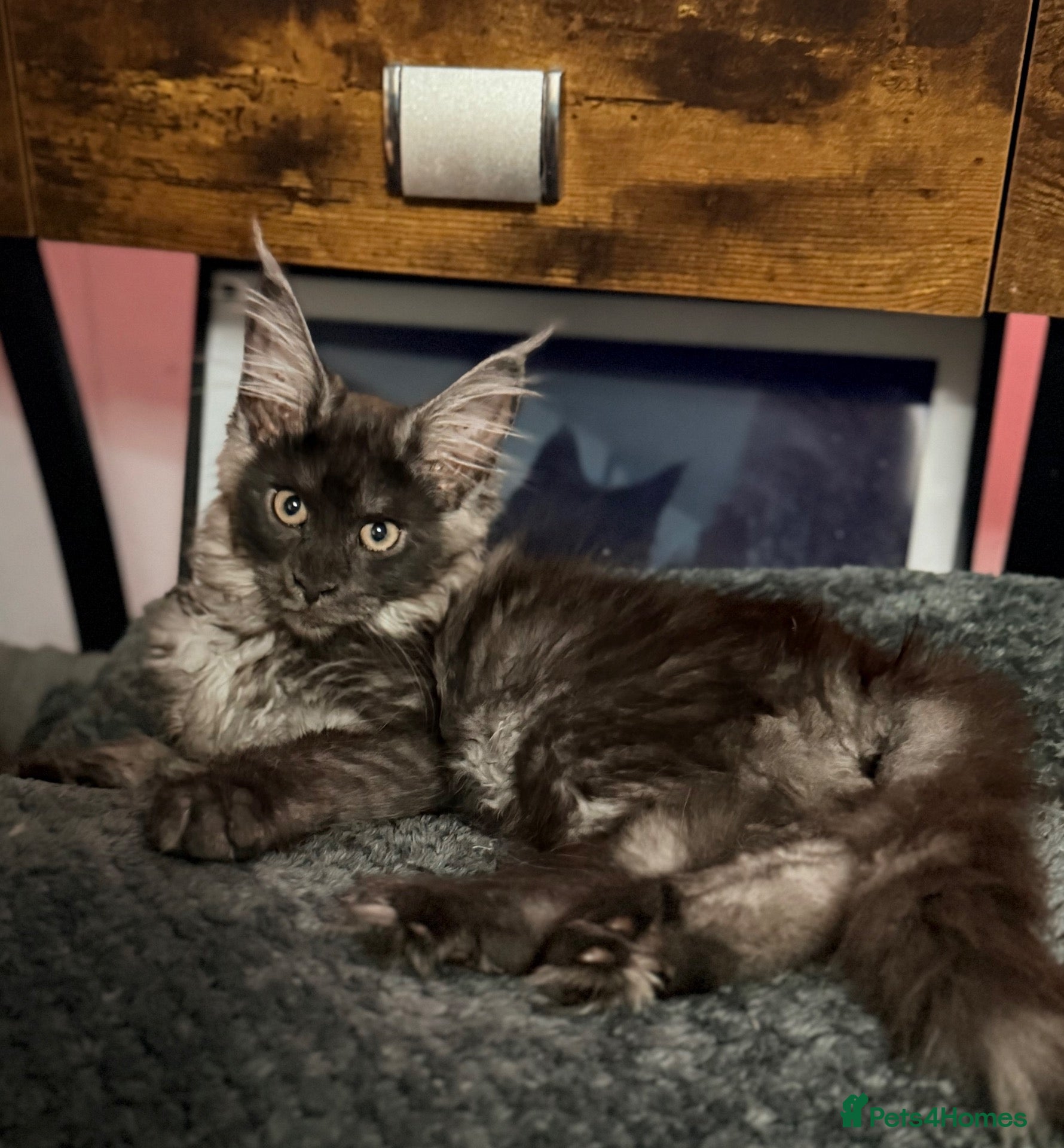 Maine Coon cats Beautiful black smoked female ready to leave - Advert 11