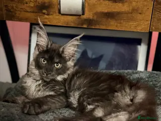 Maine Coon cats Beautiful black smoked female ready to leave - Advert 11