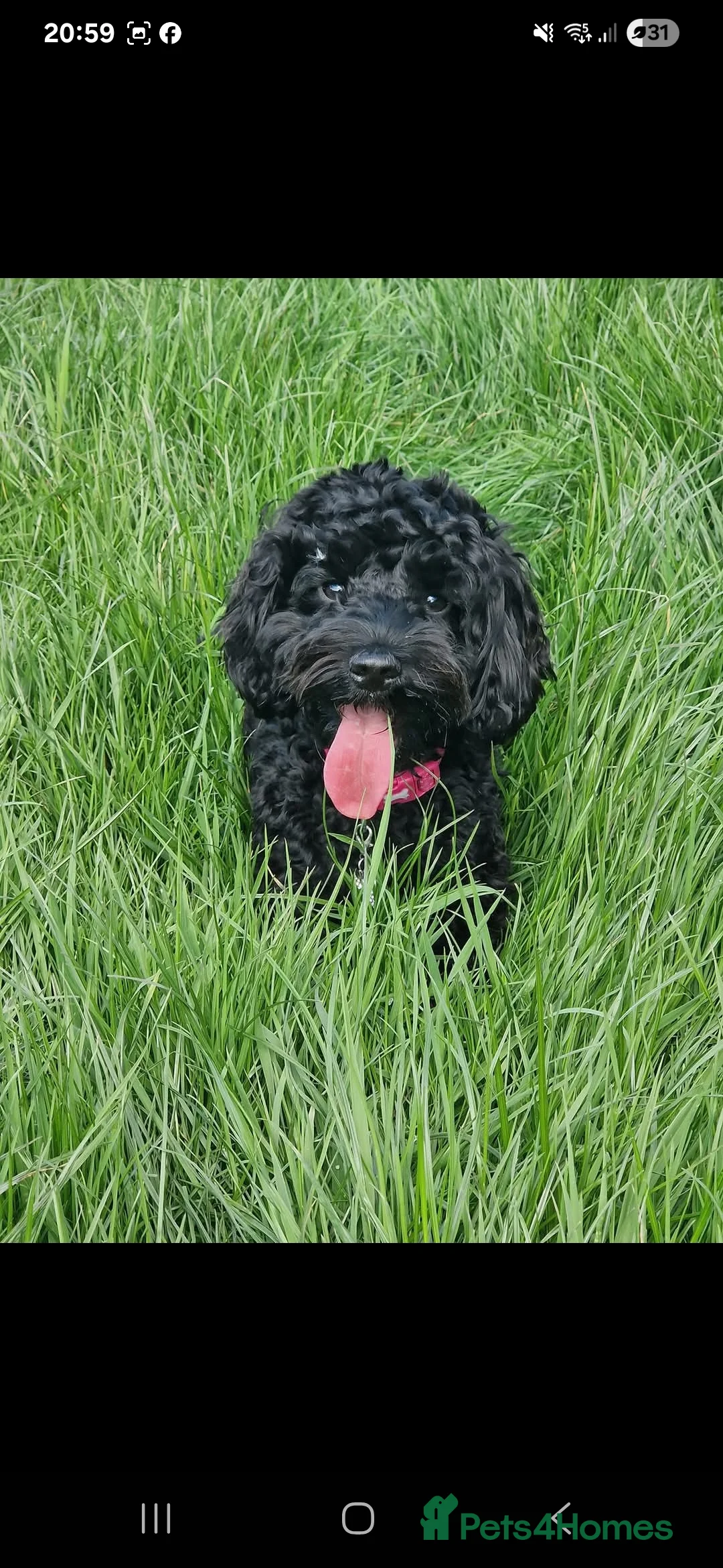 Cockapoo dogs for sale: Minature chocolate brown cockerpoo F1B - Advert 6