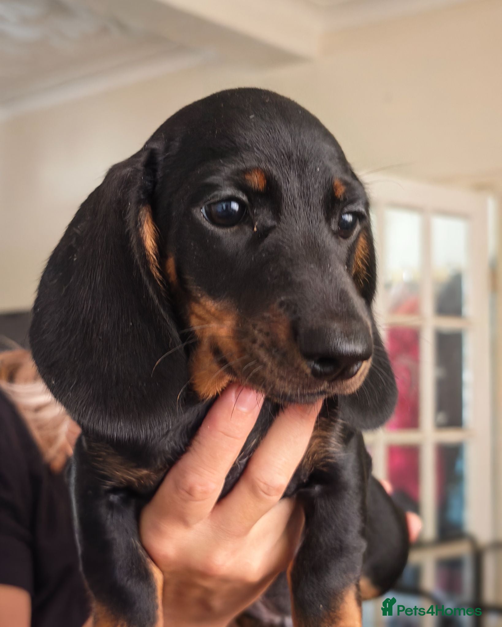 Miniature Dachshund dogs Miniature dachshund babies  - Advert 16