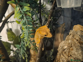 Gecko reptiles Crested gecko  - Advert 1