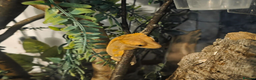 Gecko reptiles for sale: Crested gecko  - Advert 1