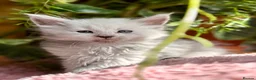 Maine Coon cats for sale: Beautiful Maine Coon kittens - Advert 18