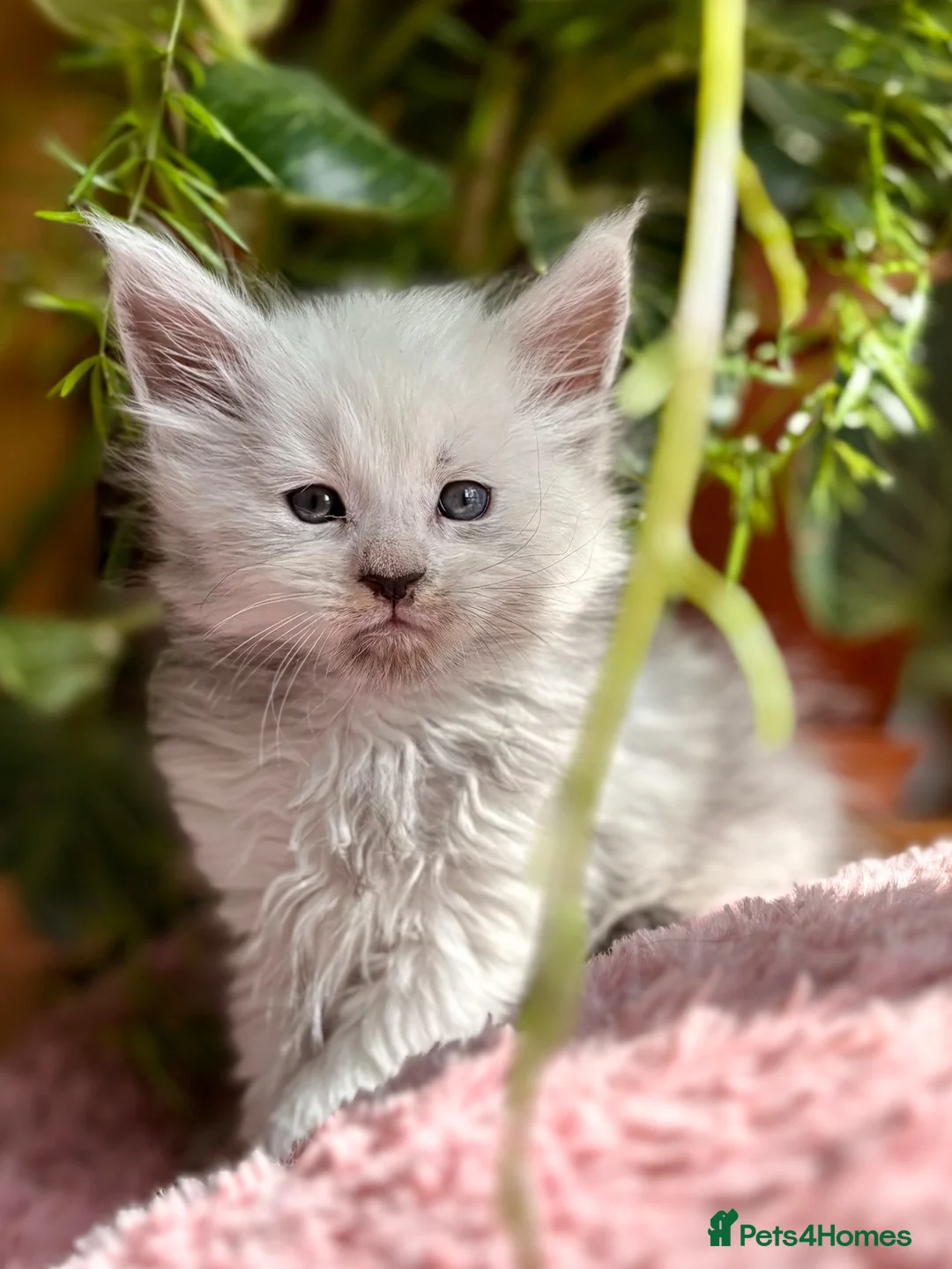 Maine Coon cats for sale: Beautiful Maine Coon kittens - Advert 18