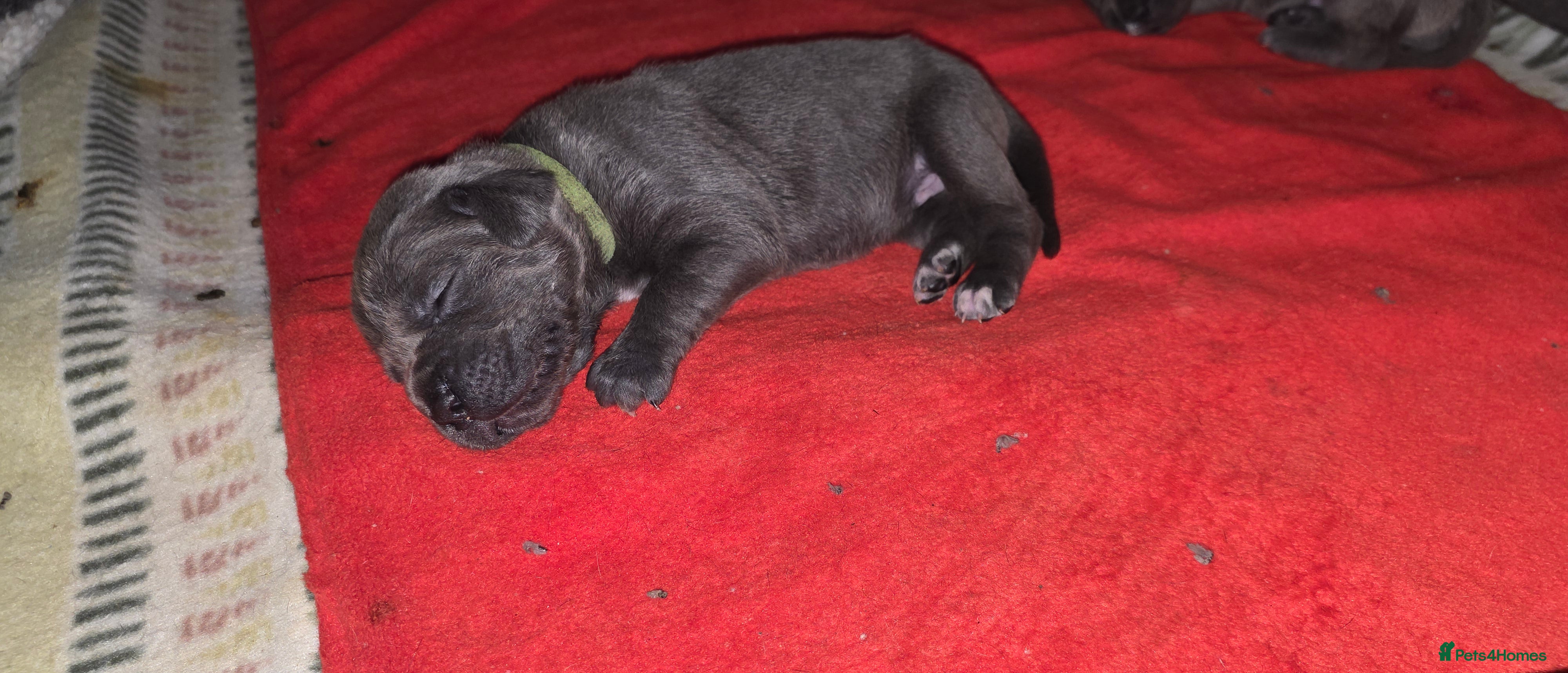 Cane Corso dogs Cane Corso Puppies - Advert 2
