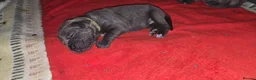 Cane Corso dogs for sale: Cane Corso Puppies - Advert 24