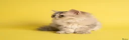 British Longhair cats for sale: TICA registered BLH & BSH Kittens - Advert 18