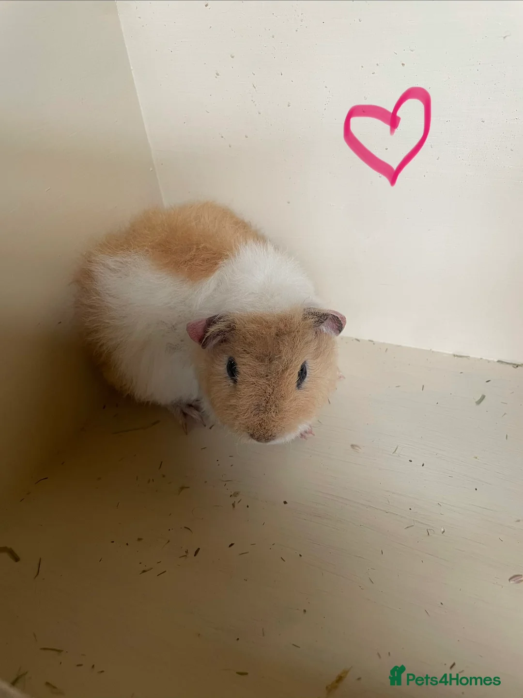 Guinea Pig rodents for sale: Pure bred baby Teddy Guinea Pigs - Advert 8
