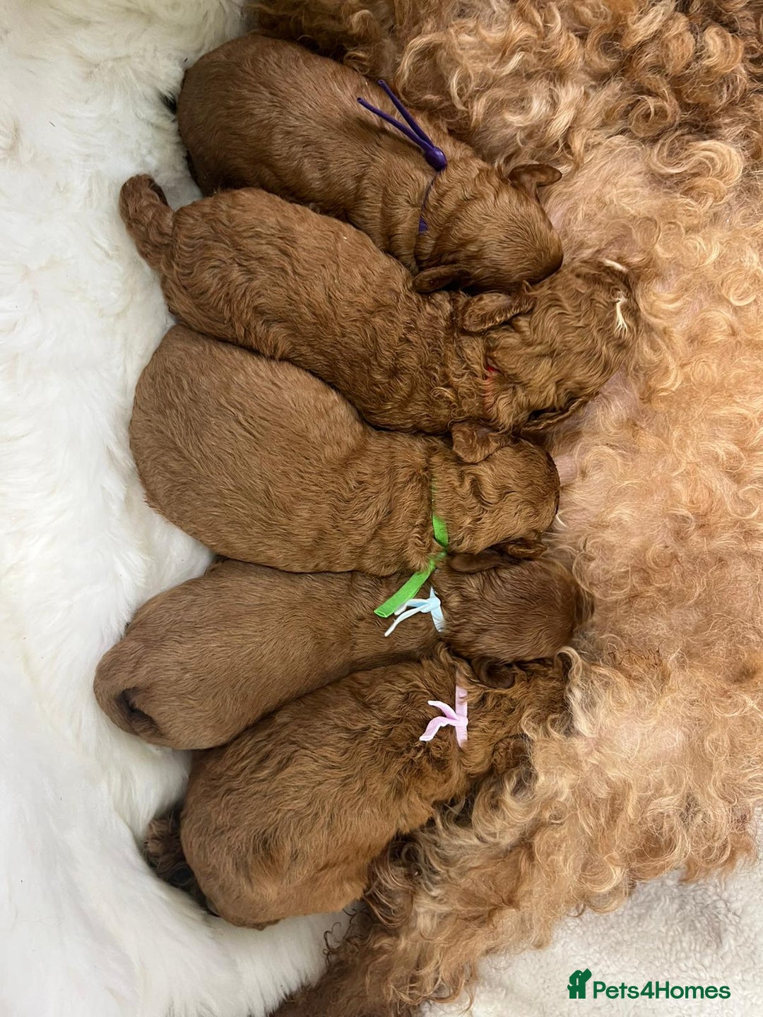 Cavapoo dogs for sale: Top Quality extensively tested F1b Toy cavapoo’s  - Image 19