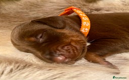 Dobermann dogs for sale: KC REGISTERED HEALTH TESTED DOBERMAN PUPS - Image 9