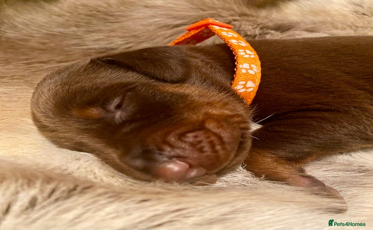 Dobermann dogs - Advert 5