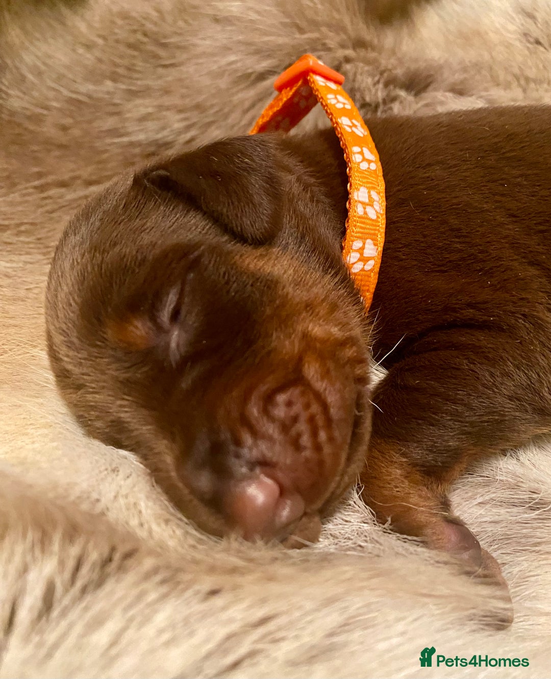 Dobermann dogs for sale: KC REGISTERED HEALTH TESTED DOBERMAN PUPS - Image 9