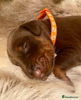 Dobermann dogs - Advert 7