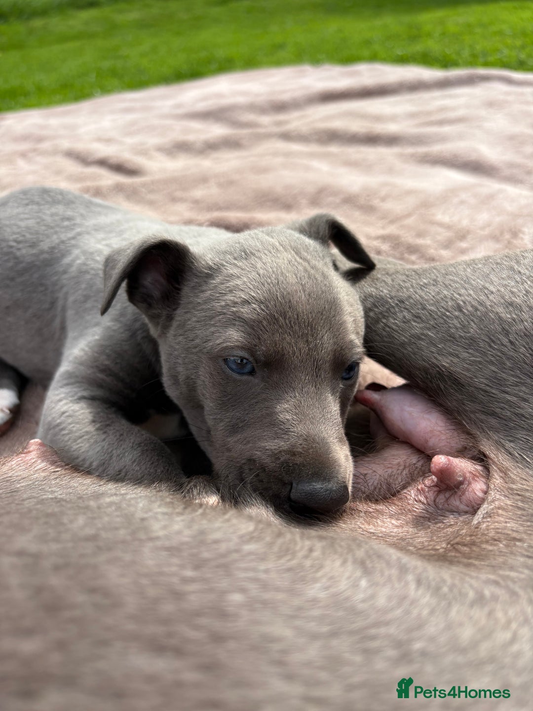 Whippet dogs for sale: Blue Whippet Puppy - Image 5