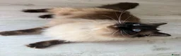 Ragdoll cats for sale: Ragdoll Male Cat Energetic Full of Personality 🐾 in Wolverhampton - Advert 2