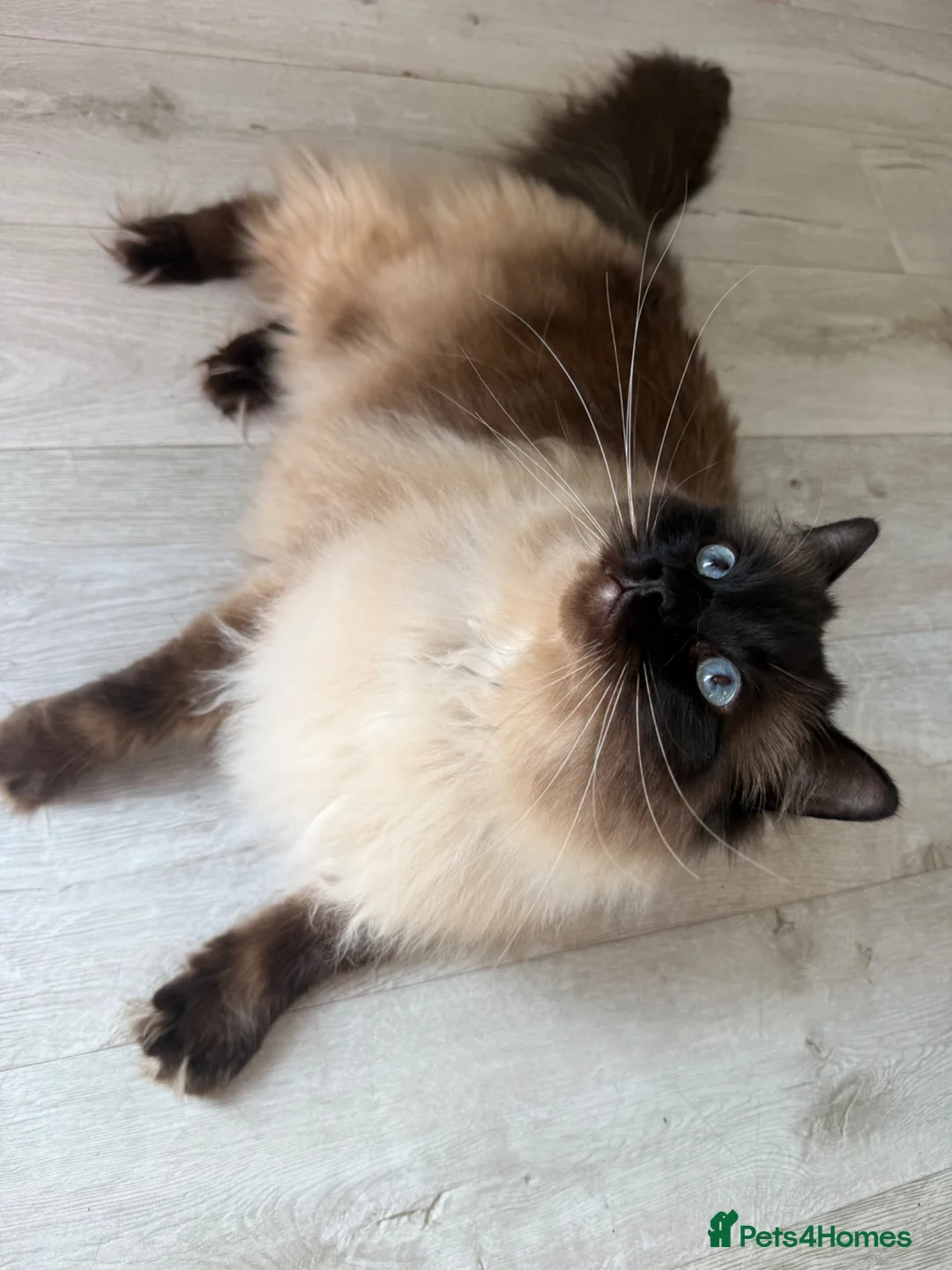 Ragdoll cats for sale: Ragdoll Male Cat Energetic Full of Personality 🐾 in Wolverhampton - Advert 2