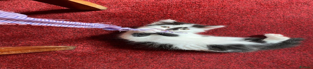 Mixed Breed Kitten 1